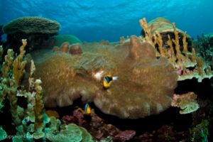 SHARK ISLAND – ISLA DE KOSRAE – ISLAS SENIAVINAS – MICRONESIA -  Lelu Micronesia foto 6