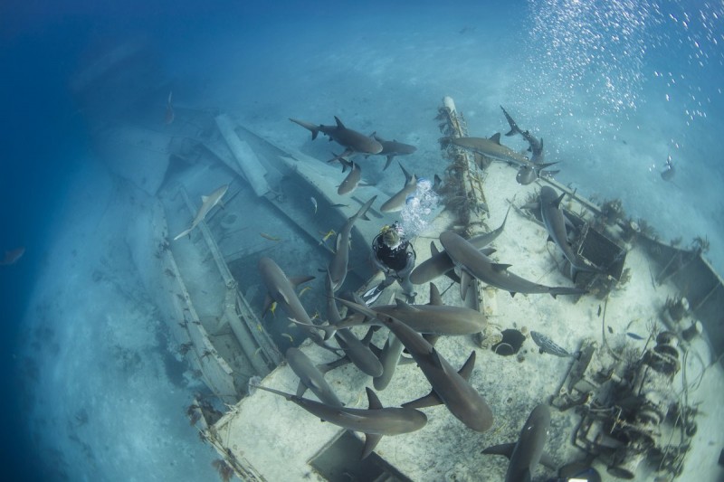 PECIO DEL RAY OF HOPE – NUEVA PROVIDENCIA - BAHAMAS -  Nueva Providencia Bahamas
