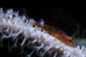 KOALA - ANILAO - FILIPINAS -  Mabini Filipinas foto 1