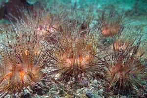 KOALA - ANILAO - FILIPINAS -  Mabini Filipinas foto 3