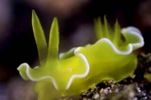 KOALA - ANILAO - FILIPINAS -  Mabini Filipinas foto 5