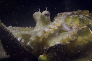 KOALA - ANILAO - FILIPINAS -  Mabini Filipinas foto 6