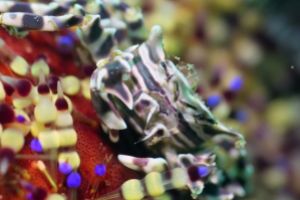 KOALA - ANILAO - FILIPINAS -  Mabini Filipinas foto 7