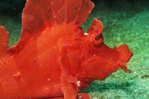 KOALA - ANILAO - FILIPINAS -  Mabini Filipinas foto 8