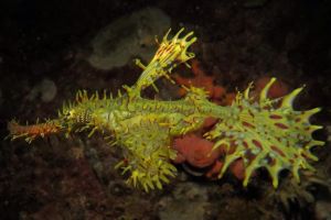 SECRET BAY - ANILAO - FILIPINAS -  Mabini Filipinas foto 1