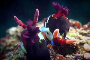 SECRET BAY - ANILAO - FILIPINAS -  Mabini Filipinas foto 3