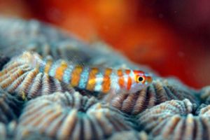 SECRET BAY - ANILAO - FILIPINAS -  Mabini Filipinas foto 2