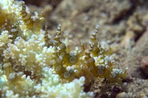 SECRET BAY - ANILAO - FILIPINAS -  Mabini Filipinas foto 4