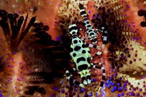 SECRET BAY - ANILAO - FILIPINAS -  Mabini Filipinas foto 5