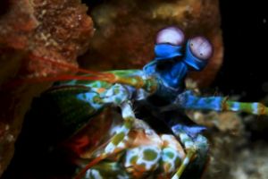 SECRET BAY - ANILAO - FILIPINAS -  Mabini Filipinas foto 7