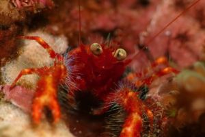 SECRET BAY - ANILAO - FILIPINAS -  Mabini Filipinas foto 6