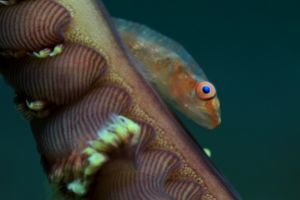 SECRET BAY - ANILAO - FILIPINAS -  Mabini Filipinas foto 8