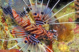 RED PALM - ANILAO - FILIPINAS -  Mabini Philippines foto 2