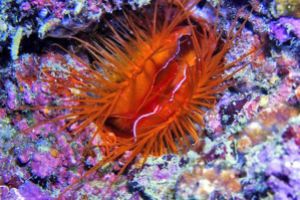 RED PALM - ANILAO - FILIPINAS -  Mabini Philippines foto 3