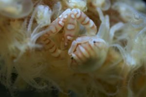 RED PALM - ANILAO - FILIPINAS -  Mabini Philippines foto 4