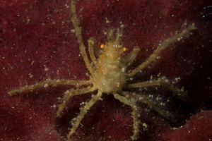 RED PALM - ANILAO - FILIPINAS -  Mabini Philippines foto 5