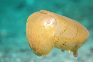 RED PALM - ANILAO - FILIPINAS -  Mabini Philippines foto 8