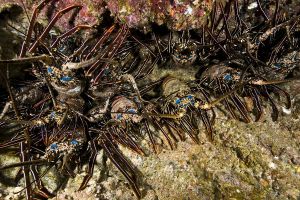 MANUELITA GARDEN - ISLA DEL COCO - COSTA RICA -  Puntarenas Costa Rica foto 3