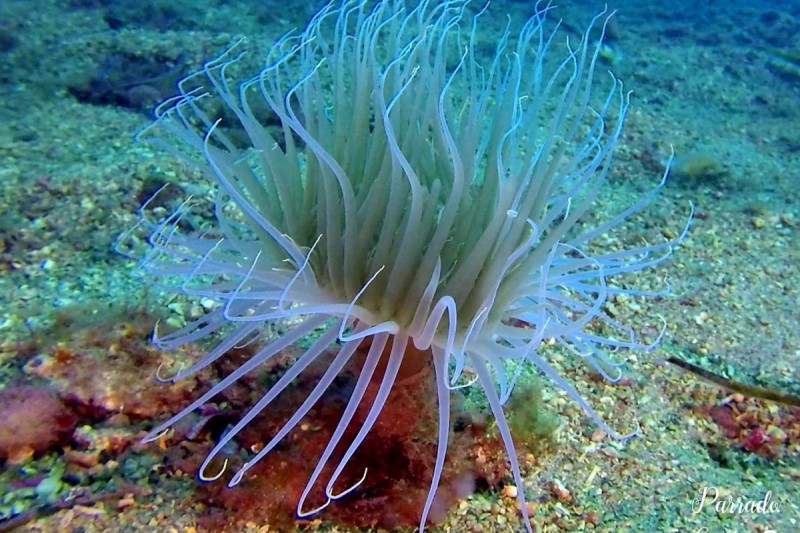 ISLA DEL FRAILE - Murcia Águilas España