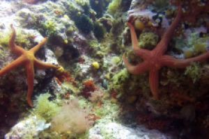 RESERVA MARINA CABO DE PALOS - Alicante Cabo de Palos España foto 1