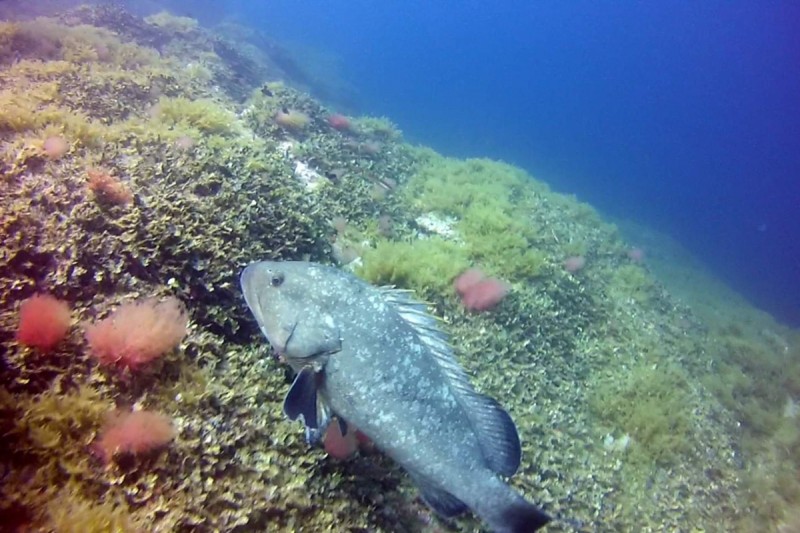 RESERVA MARINA CABO DE PALOS - Alicante Cabo de Palos España