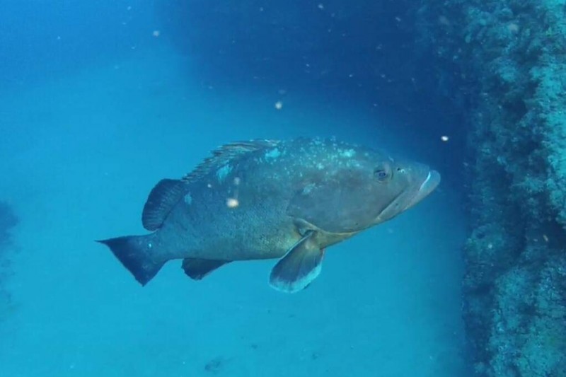 BALCÓN DE LOS ATUNES (TUNA BALCONY) - Las Palmas Tías España