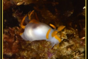 Playa - Gipuzkoa Getaria Spain