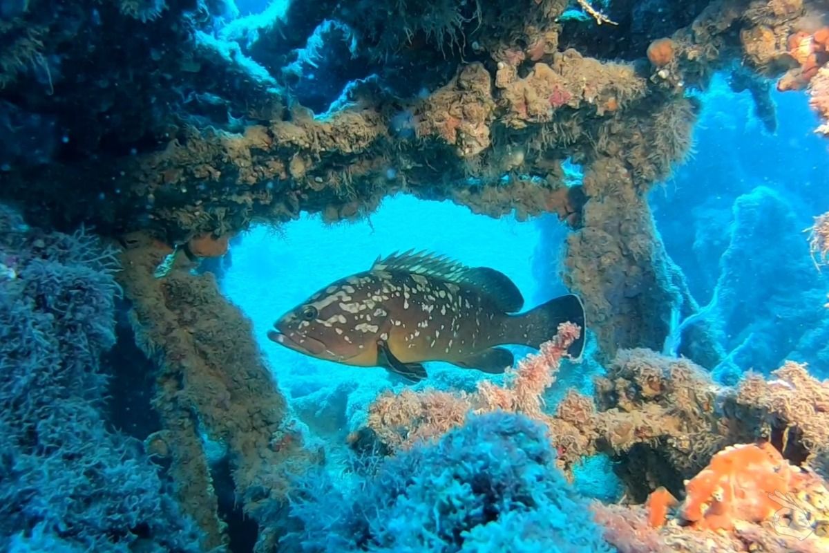 PECIO LA DRAGONERA (TARRAGONA) - Tarragona Tarragona España