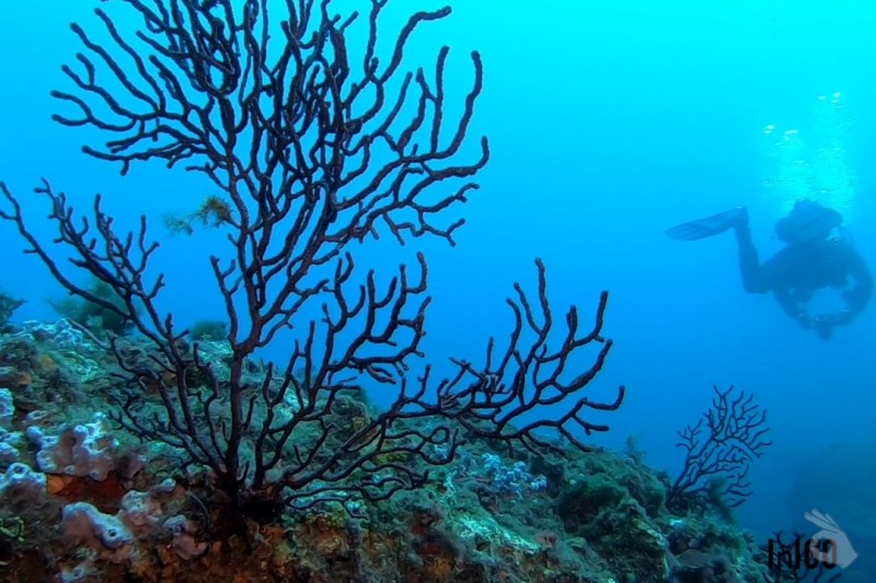 CUEVA DE LA VACA, ENTRADA NORTE - ISLAS MEDES -GIRONA - Girona L estartic España