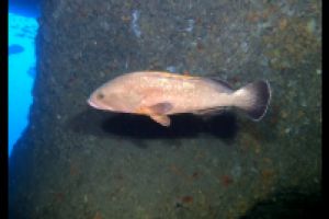 CUEVA DE LA VACA, ENTRADA NORTE - ISLAS MEDES -GIRONA - Girona L estartic España foto 3