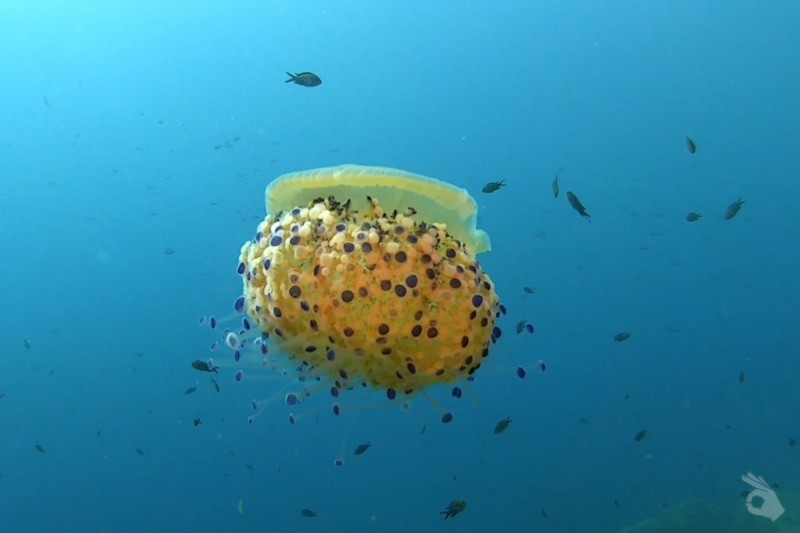 SES IELLES  -  CAP DE CREUS - Girona Escala España