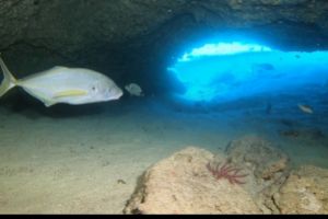 CUEVA DE LOS JURELES - Las Palmas Caleta del Sebo Spain