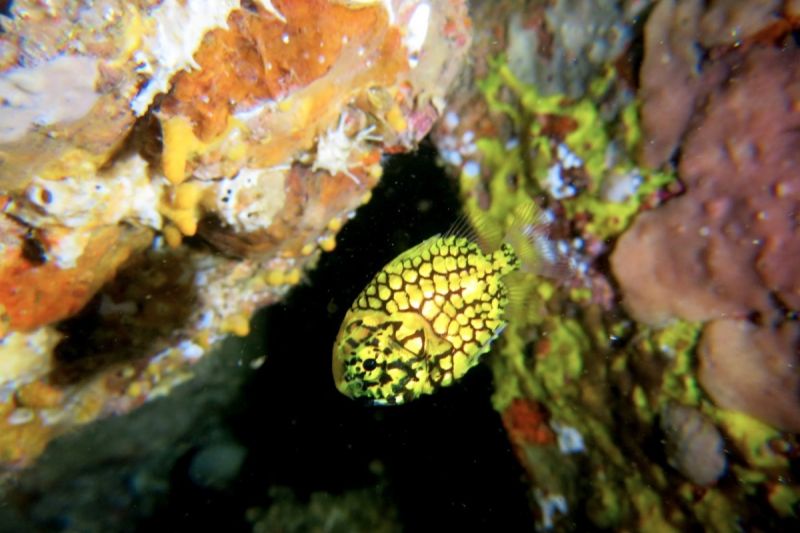 RICHELIEU ROCK (PARQUE NACIONAL DE KOH SURIN, ISLAS SIMILAN, MAR DE ANDAMÁN, TAILANDIA) -  Mar andaman Tailandia