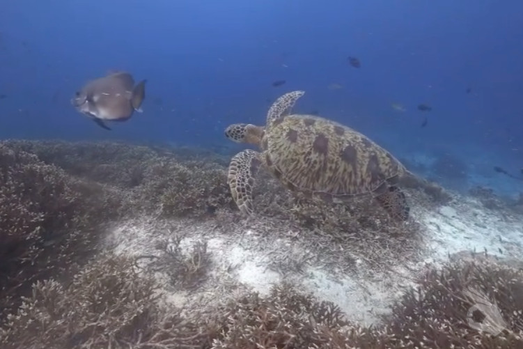 SAWANDAREK - PAPUA - INDONESIA - Papua Sorong Indonesia