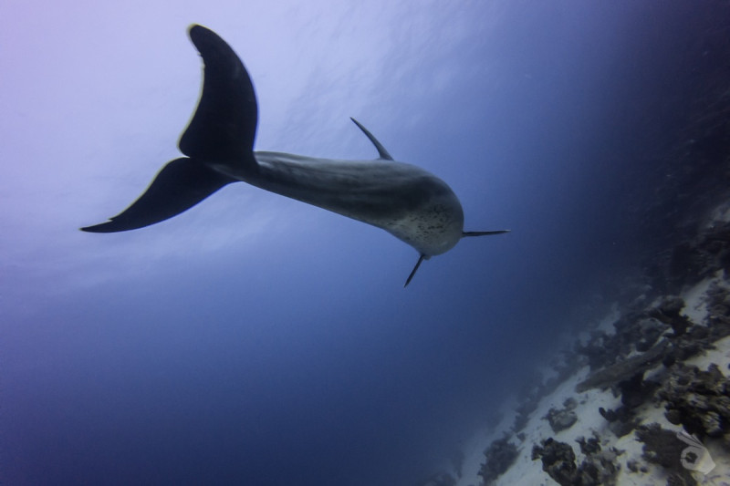 TIRAN DIVING AREA - WOODHOUSE REEF -  Hurghada Egipto