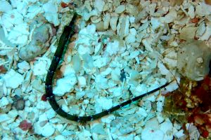 HONDURAS, ROATAN, El Águila -  Sandy Bay Beach  Honduras foto 1