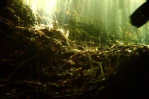 MEXICO, CENOTE EL JARDIN DEL EDEN LA PONDEROSA - Quintana Roo Cenote Jardin del Eden México foto 1