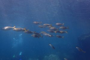 CABO DE PALOS, CALA DE LA ESCALERICA - Murcia Cala de la Escalerica, Cabo de Palos España foto 3