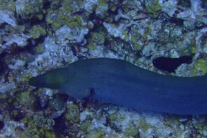 HONDURAS, ROATAN, GREEN OUT HOUSE REEF -  octopus dive center Honduras foto 4