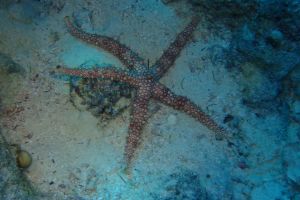 EGIPTO, MAR ROJO, POSEIDON REEF -  Hurgada Marina Egypt foto 3