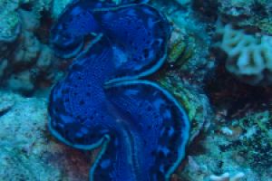 EGIPTO, MAR ROJO, POSEIDON REEF -  Hurgada Marina Egypt foto 4