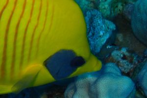 EGIPTO, MAR ROJO, POSEIDON REEF -  Hurgada Marina Egypt foto 5