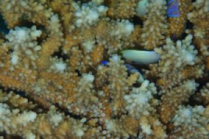 EGIPTO, MAR ROJO, THE BARGE -  Hurgada Marina Egipto foto 1