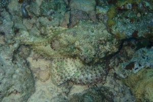 EGIPTO, MAR ROJO, THE BARGE -  Hurgada Marina Egipto foto 3