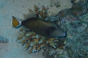 EGIPTO, MAR ROJO, THE BARGE -  Hurgada Marina Egipto foto 4