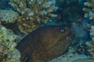 EGIPTO, MAR ROJO, THE BARGE -  Hurgada Marina Egipto foto 5