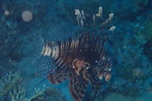 EGIPTO, MAR ROJO, THE BARGE -  Hurgada Marina Egipto foto 6