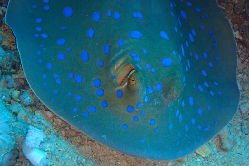 EGIPTO, MAR ROJO, DUNRAVEN -  Hurgada Marina Egipto