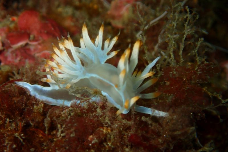 PIEDRA DE LA HIGUERA, LA HERRADURA, GRANADA - Granada Puerto Deportivo Marina del Este Spain