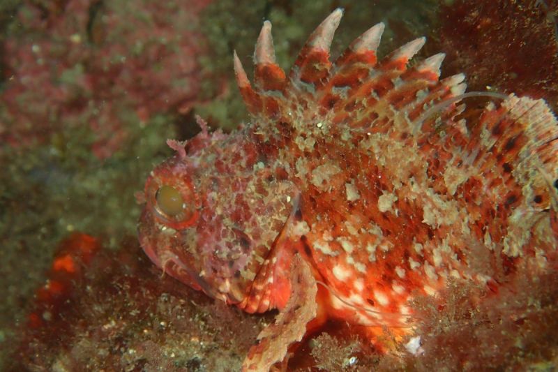 ROQUEO DE LOS 14, LA HERRADURA, GRANADA - Granada Almuñécar Spain